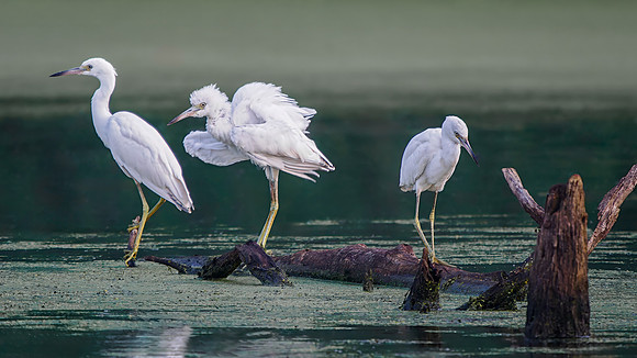 Little Blue Heron