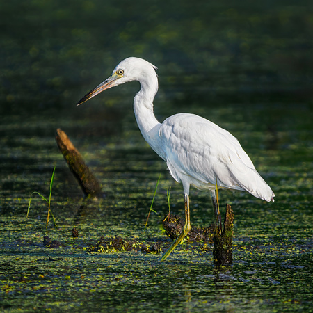 Little Blue Heron