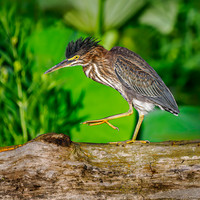 Green Heron