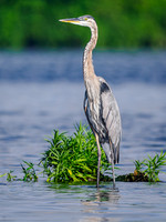 Great Blue Heron