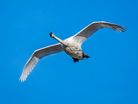 Trumpeter Swan