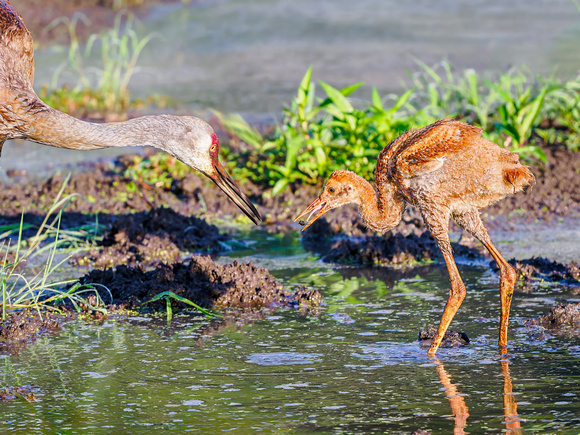 Sandhill Crane