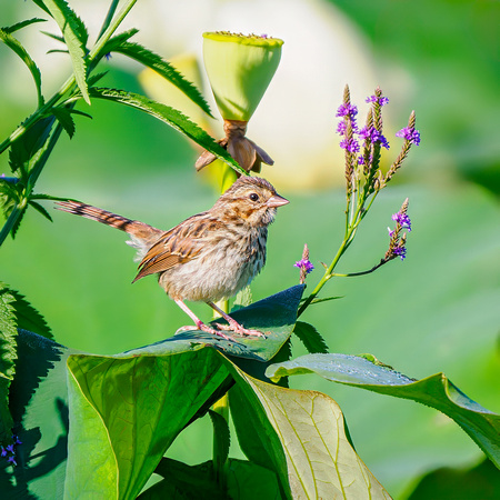 Song Sparrow