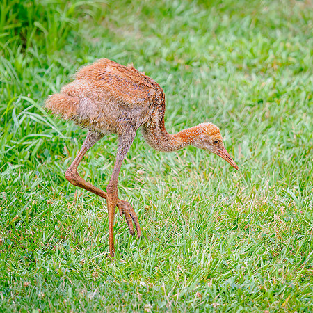 Sandhill Crane