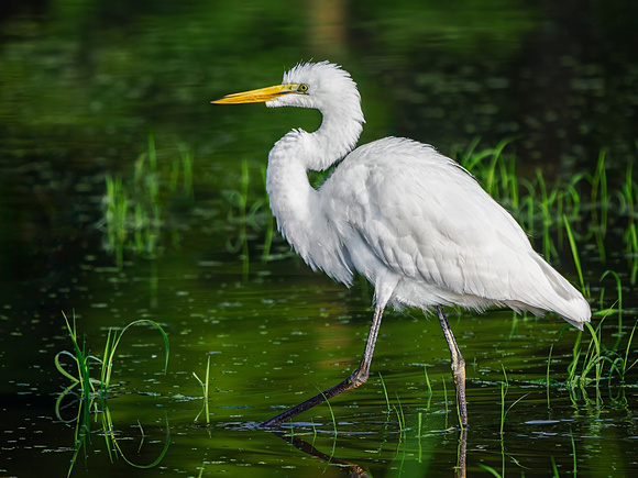 Great Egret