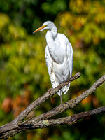 Great Egret