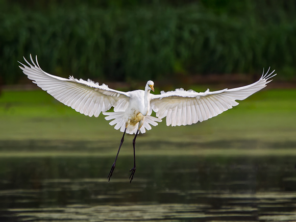 Great Egret