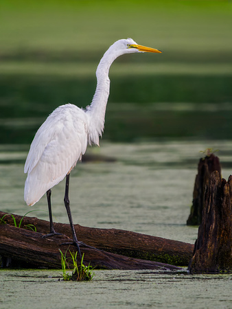 Great Egret