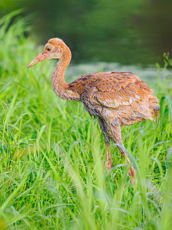 Sandhill Crane