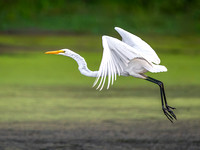 Great Egret