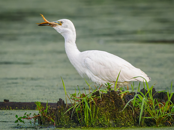 Little Blue Heron