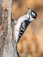 Downy Woodpecker