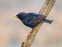 European Starling