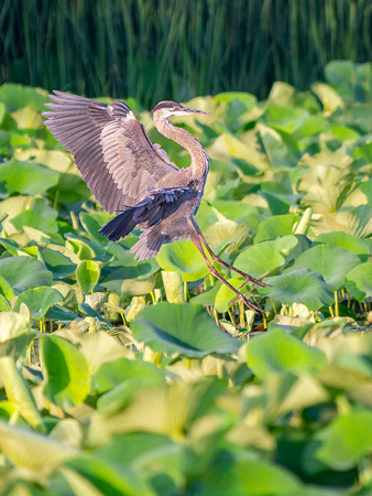 Great Blue Heron