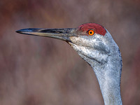 Sandhill Crane