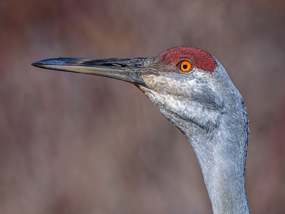 Sandhill Crane