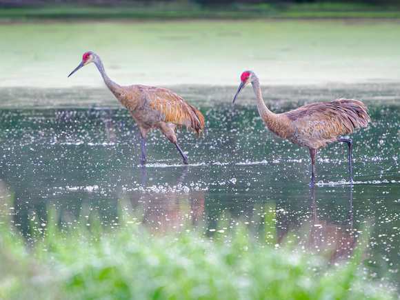 Sandhill Crane