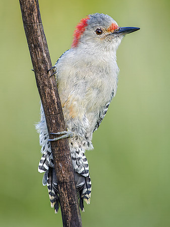 Red-bellied Woodpecker