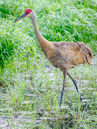 Sandhill Crane