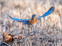 Eastern Bluebird