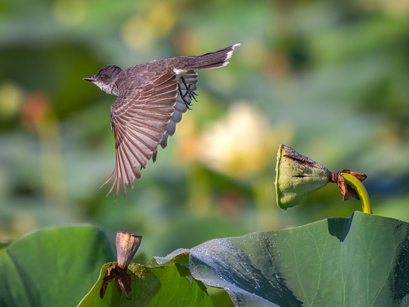 Eastern Kingbird