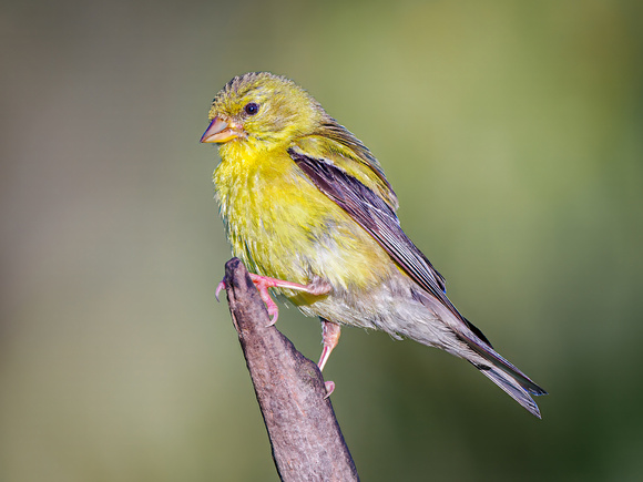 American Goldfinch