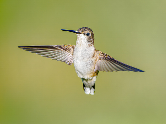 Ruby-throated Hummingbird