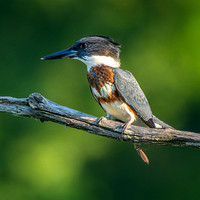 Belted Kingfisher