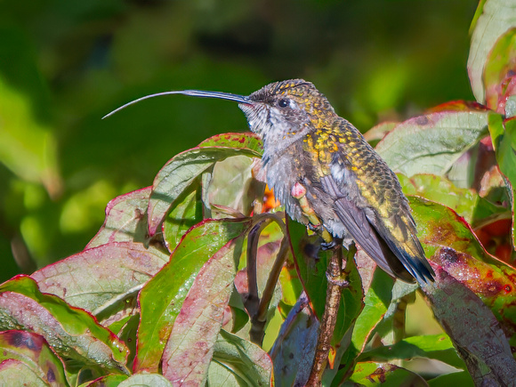 Ruby-throated Hummingbird
