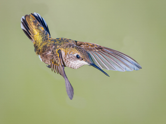 Ruby-throated Hummingbird
