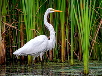 Heron Park 2024-08-04