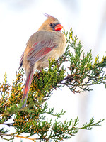 Northern Cardinal