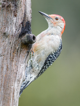 Red-bellied Woodpecker