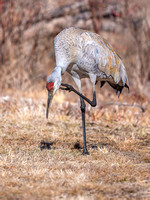 Sandhill Crane