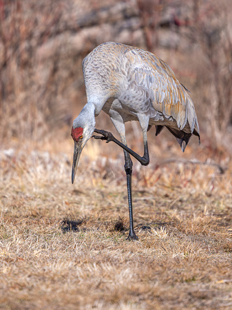 Sandhill Crane