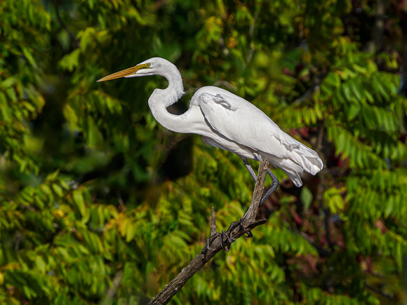 Great Egret