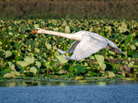 Mute Swan