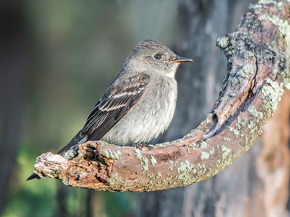 Eastern Wood-Pewee