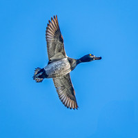 Ring-necked Duck