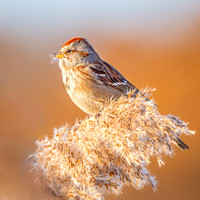 Heron Park 2024-11-12