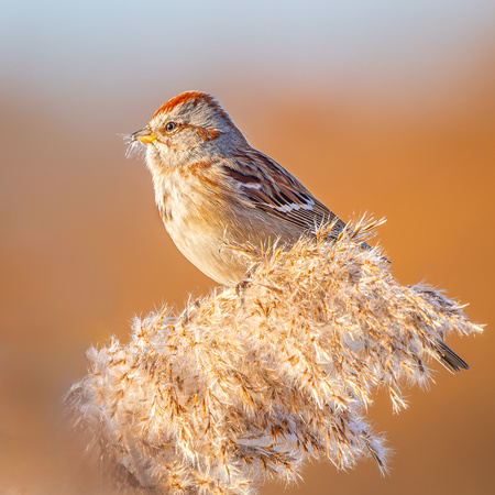 American Tree Sparrow