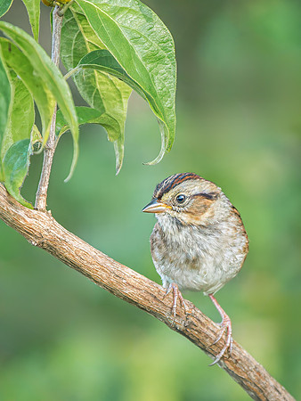 Swamp Sparrow