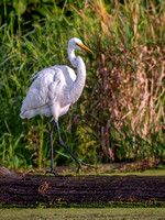 Great Egret