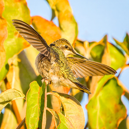 Ruby-throated Hummingbird