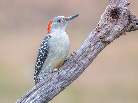 Red-bellied Woodpecker