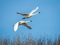 Trumpeter Swan