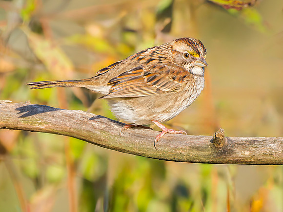 White-throated Sparrow