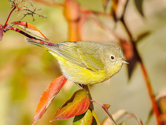 Nashville Warbler