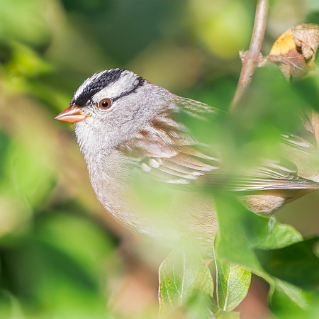 White-crowned Sparrow