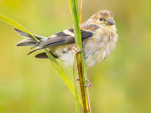 American Goldfinch